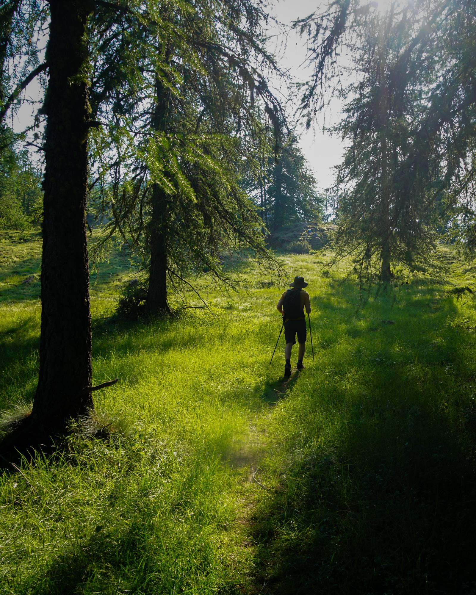Randonneur dans une forêt de mélèzes