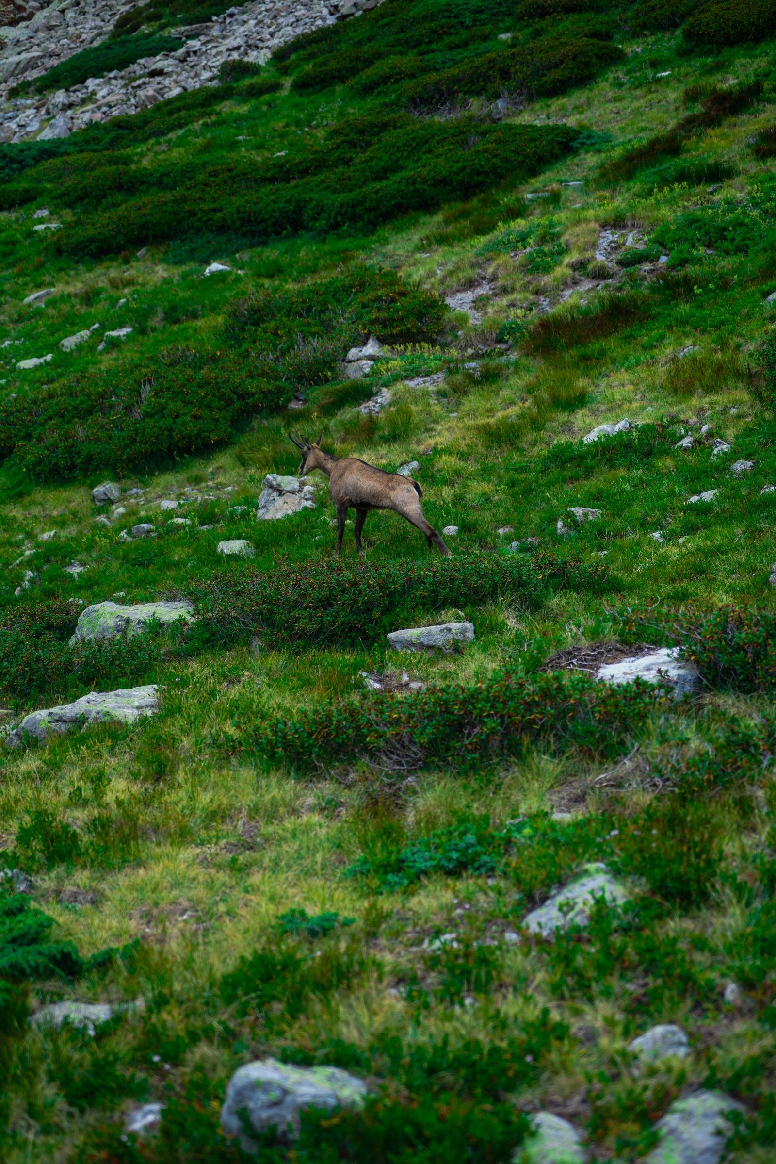 Chamois dans un alpage
